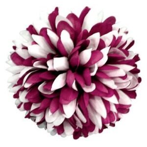 Flower - Mum - 6.5" Two-Toned Colored Mum (12 pc) - Burgundy / White