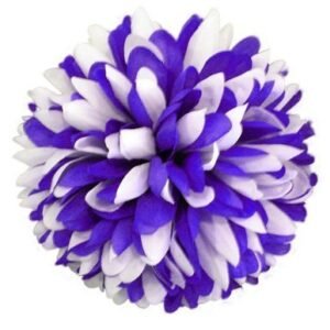 Flower - Mum - 6.5" Two-Toned Colored Mum (12 pc) - Purple / White