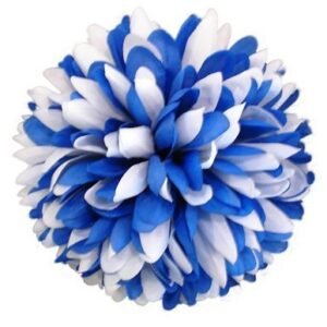 Flower - Mum - 6.5" Two-Toned Colored Mum (12 pc) - Royal Blue / White