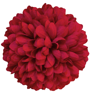 Flower - Mum - 6.5" Solid Colored Mum (12 pc) - Red