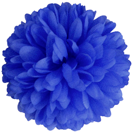 Flower - Mum - 6.5" Solid Colored 15 layer Mum (12 pc) - Royal Blue